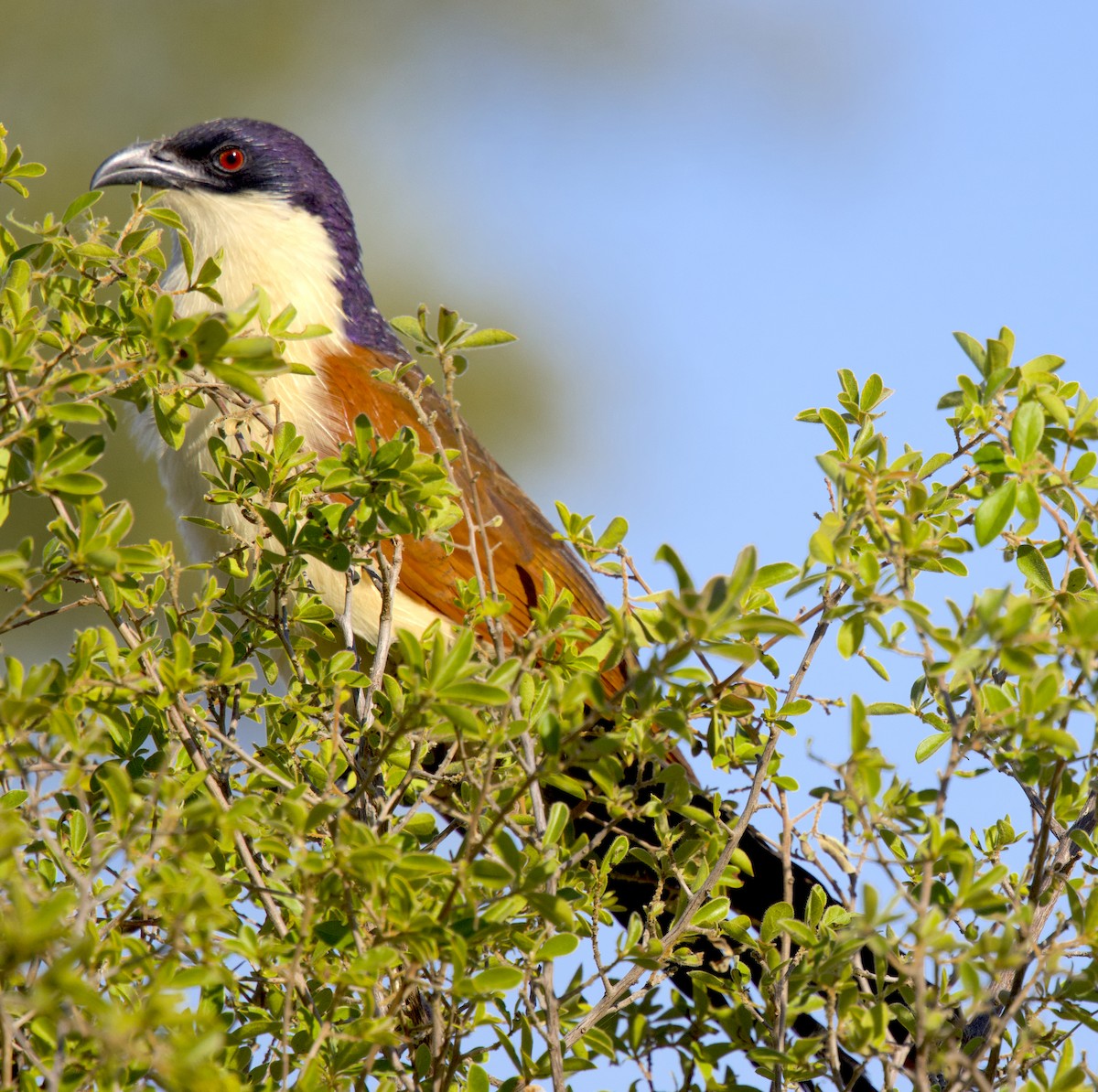 Senegal Coucal - ML646980190