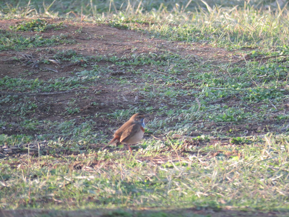 slavík modráček - ML646980192