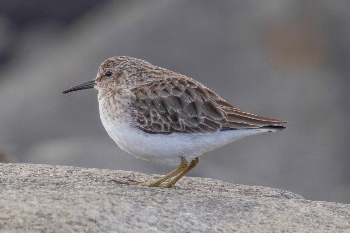 Least Sandpiper - ML646980197