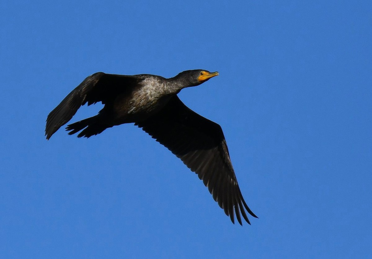 Double-crested Cormorant - ML646980198