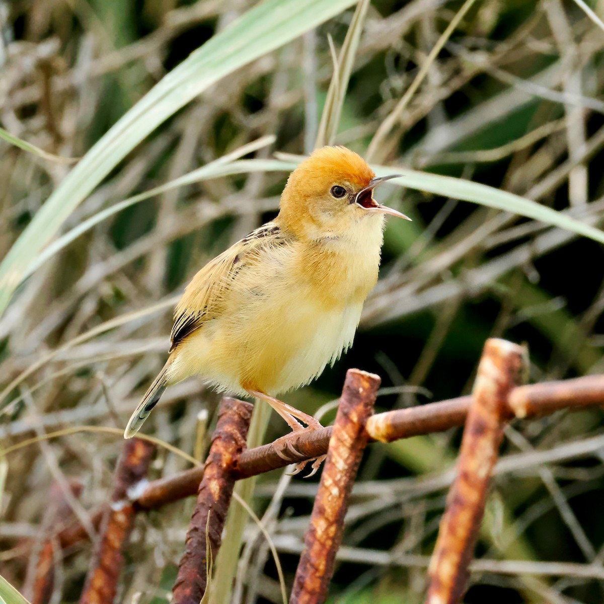 Golden-headed Cisticola - ML646980205
