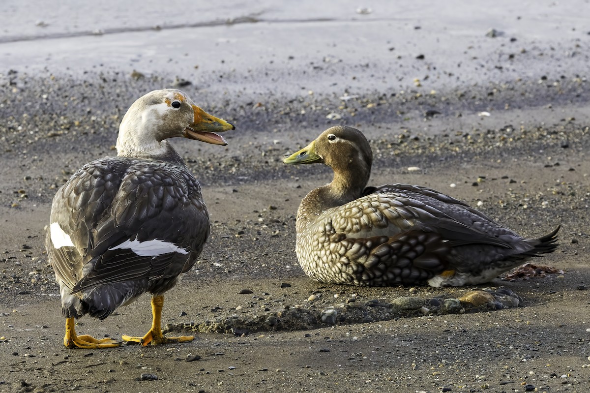 Lurrun-ahate hegalaria - ML646980209