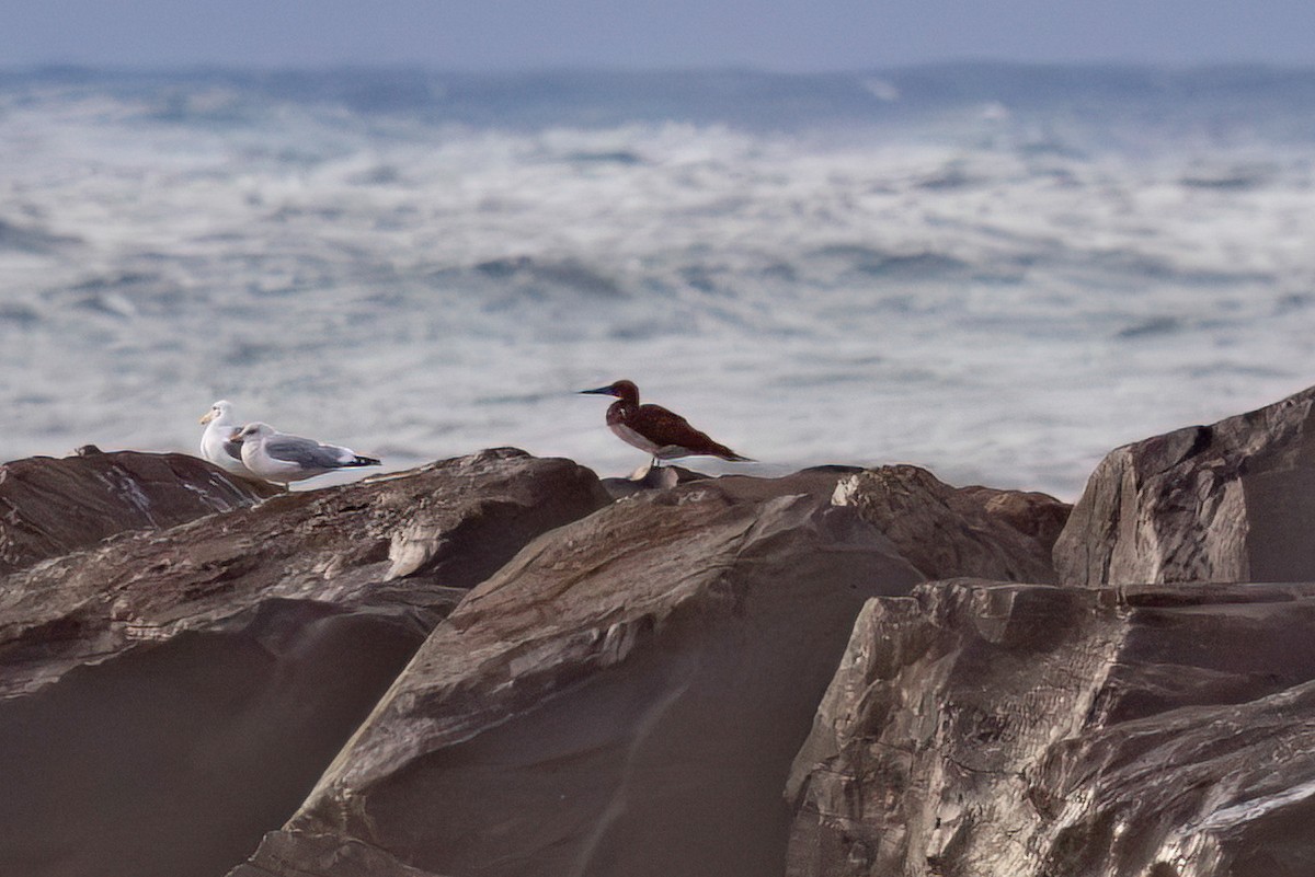 Cocos Booby - ML646980210