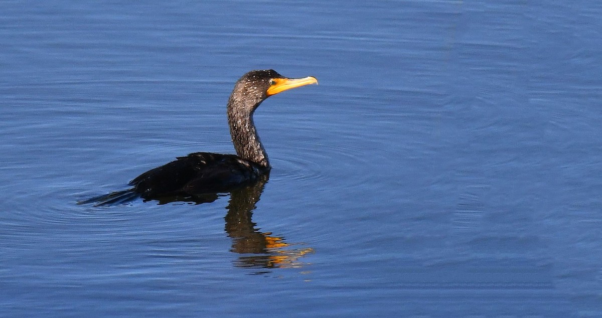 Double-crested Cormorant - ML646980215