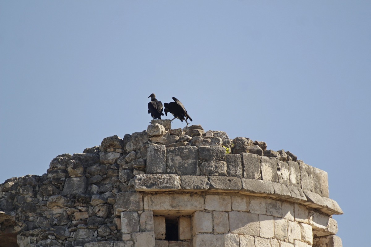 Urubu noir - ML646980216