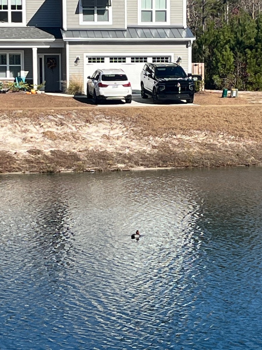 Redhead - ML646980222