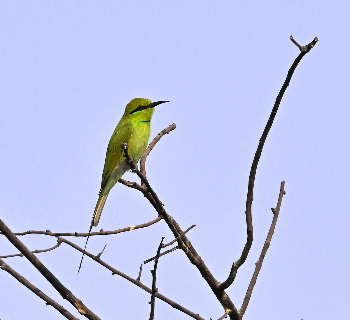 African Green Bee-eater - ML646980224