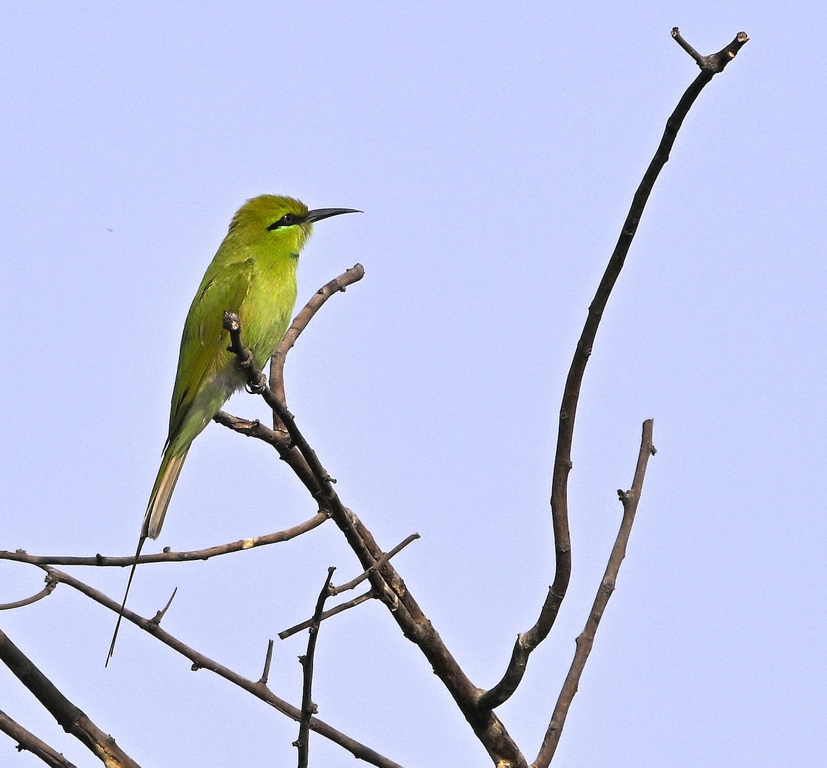 African Green Bee-eater - ML646980227