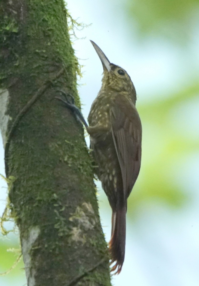 Spotted Woodcreeper - ML646980228