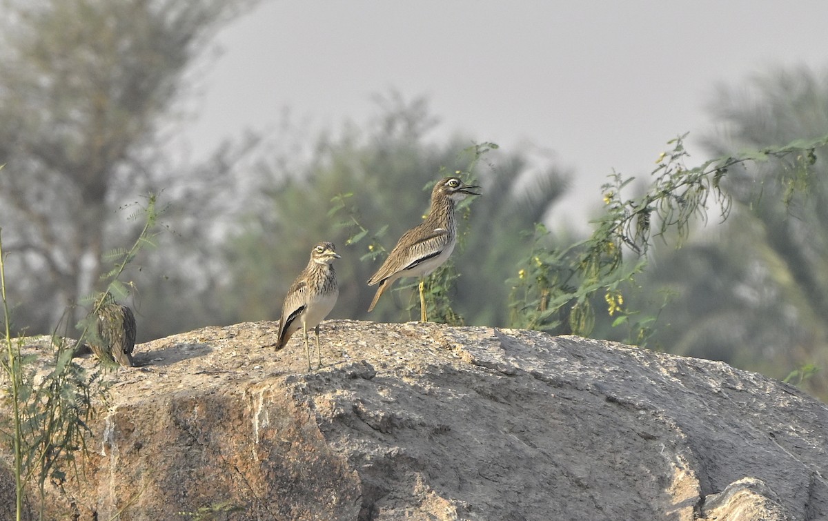 dytík africký - ML646980229