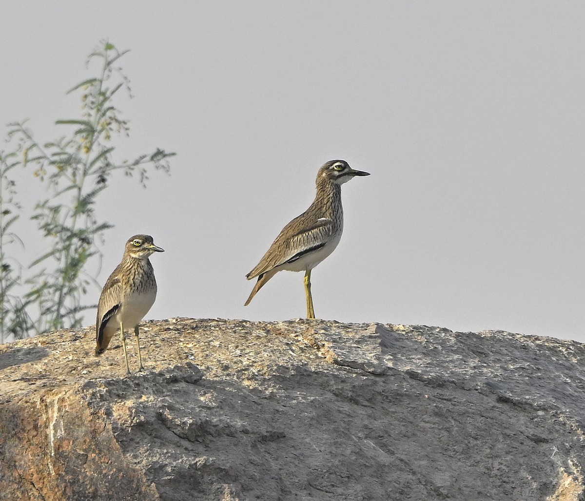 dytík africký - ML646980233