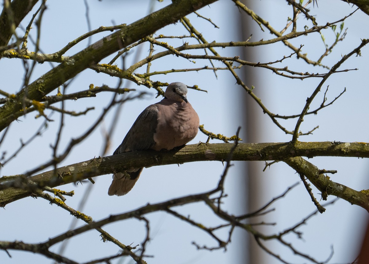 ワライバト - ML646980235