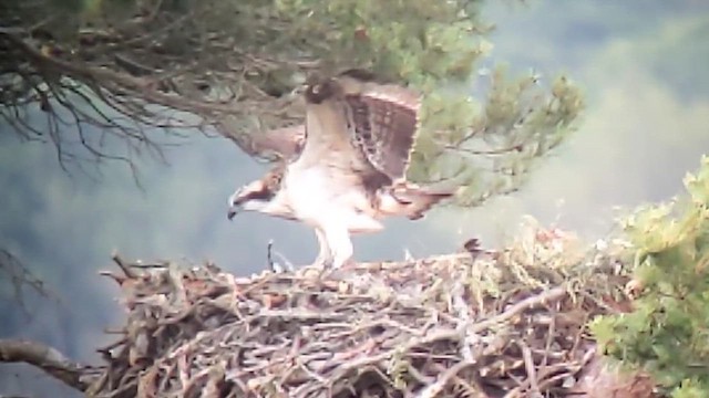 Balbuzard pêcheur - ML646980236