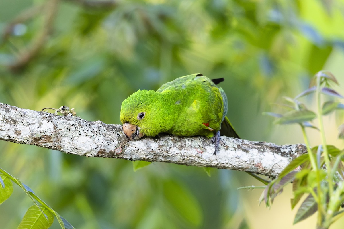 Aratinga begizuria - ML646980238