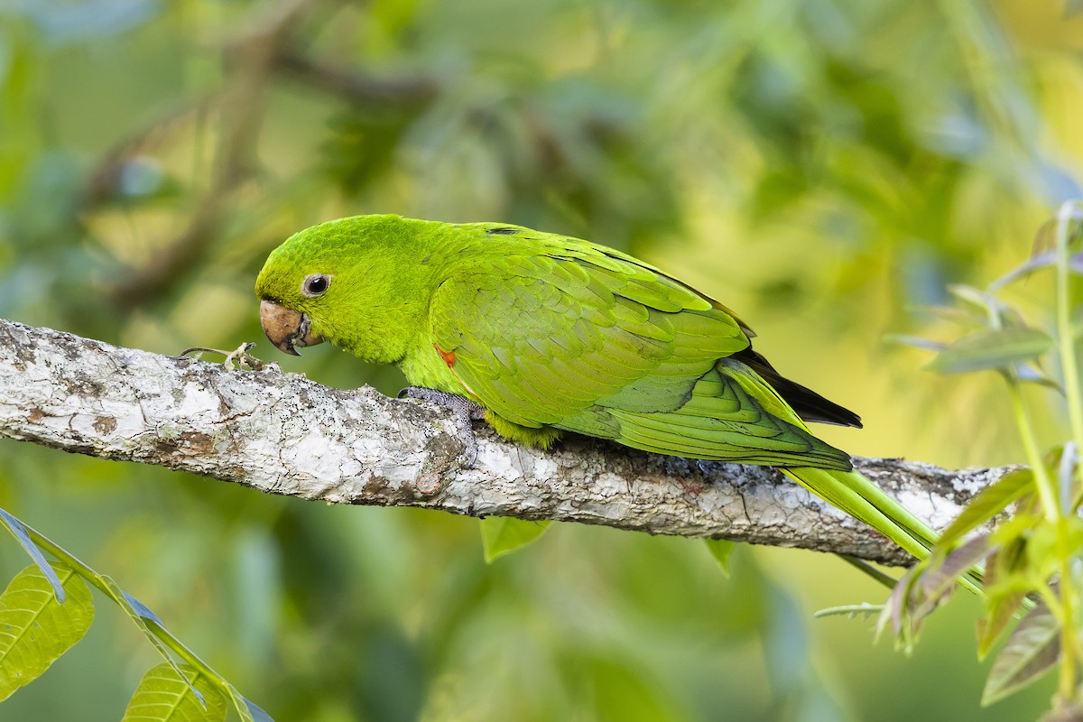 Aratinga begizuria - ML646980239