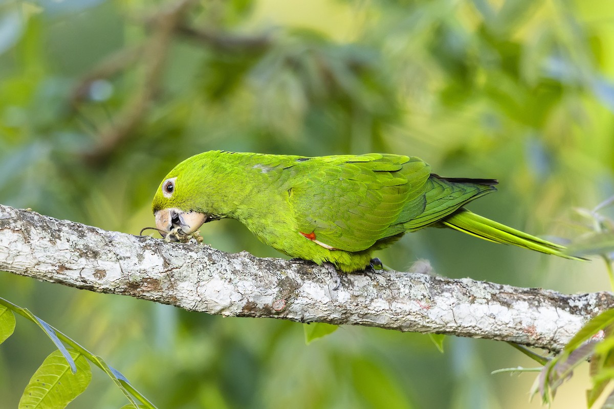 Aratinga begizuria - ML646980240