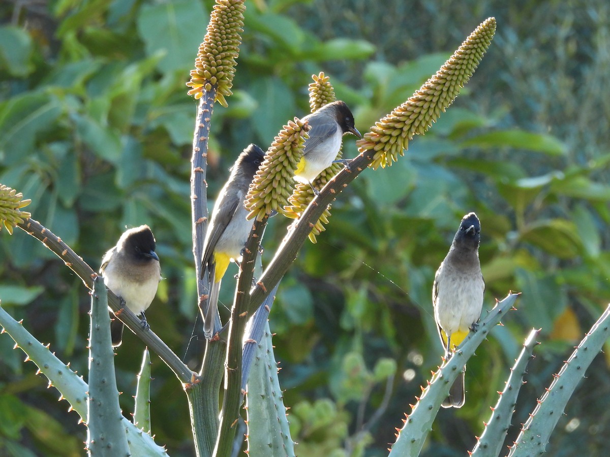 Common Bulbul - ML646980249