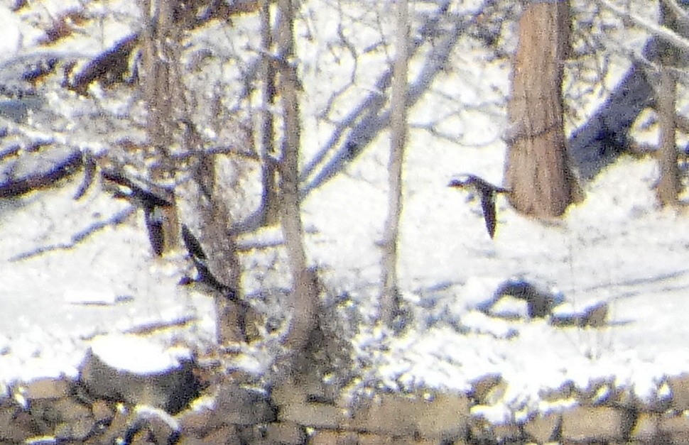 Common Goldeneye - ML646980252