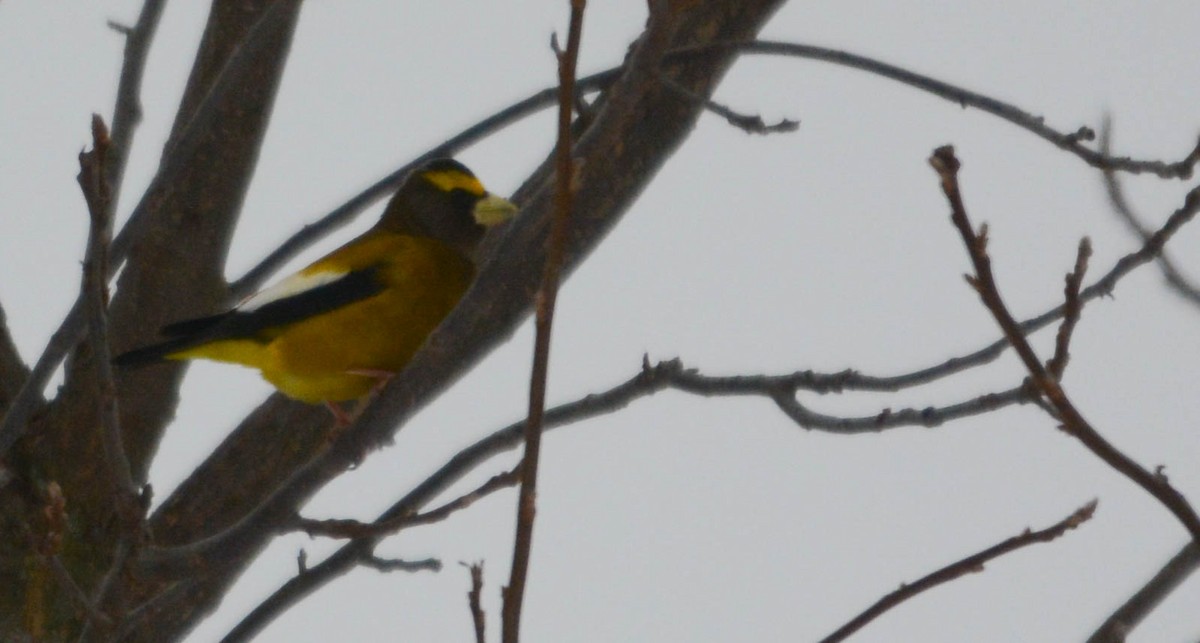 Evening Grosbeak - ML646980262