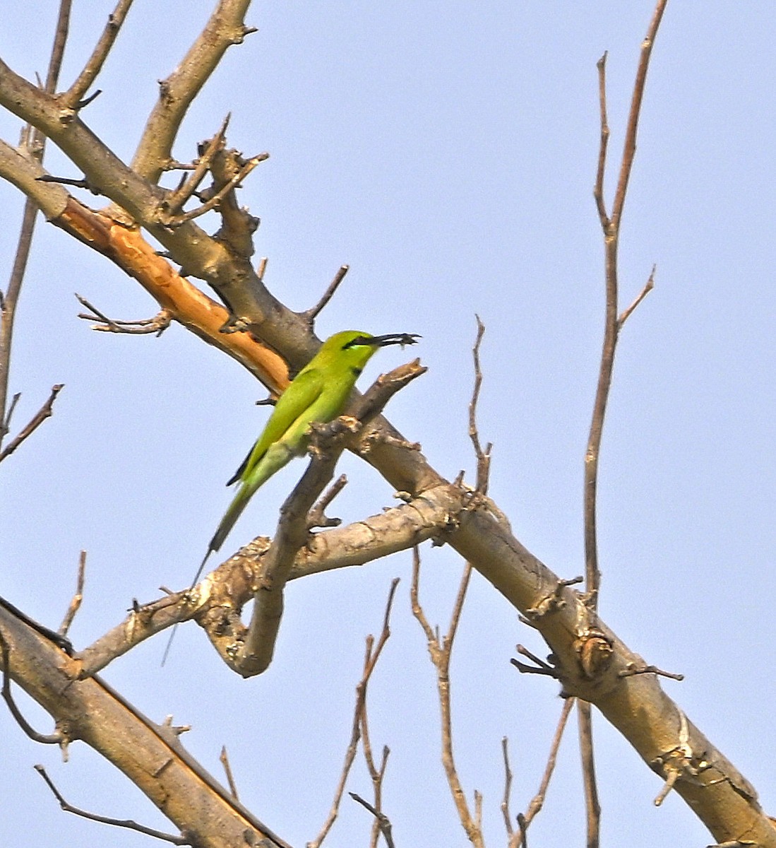 African Green Bee-eater - ML646980264