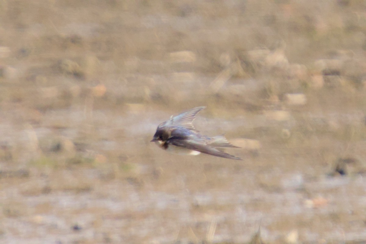 Enara arrunta - ML646980267