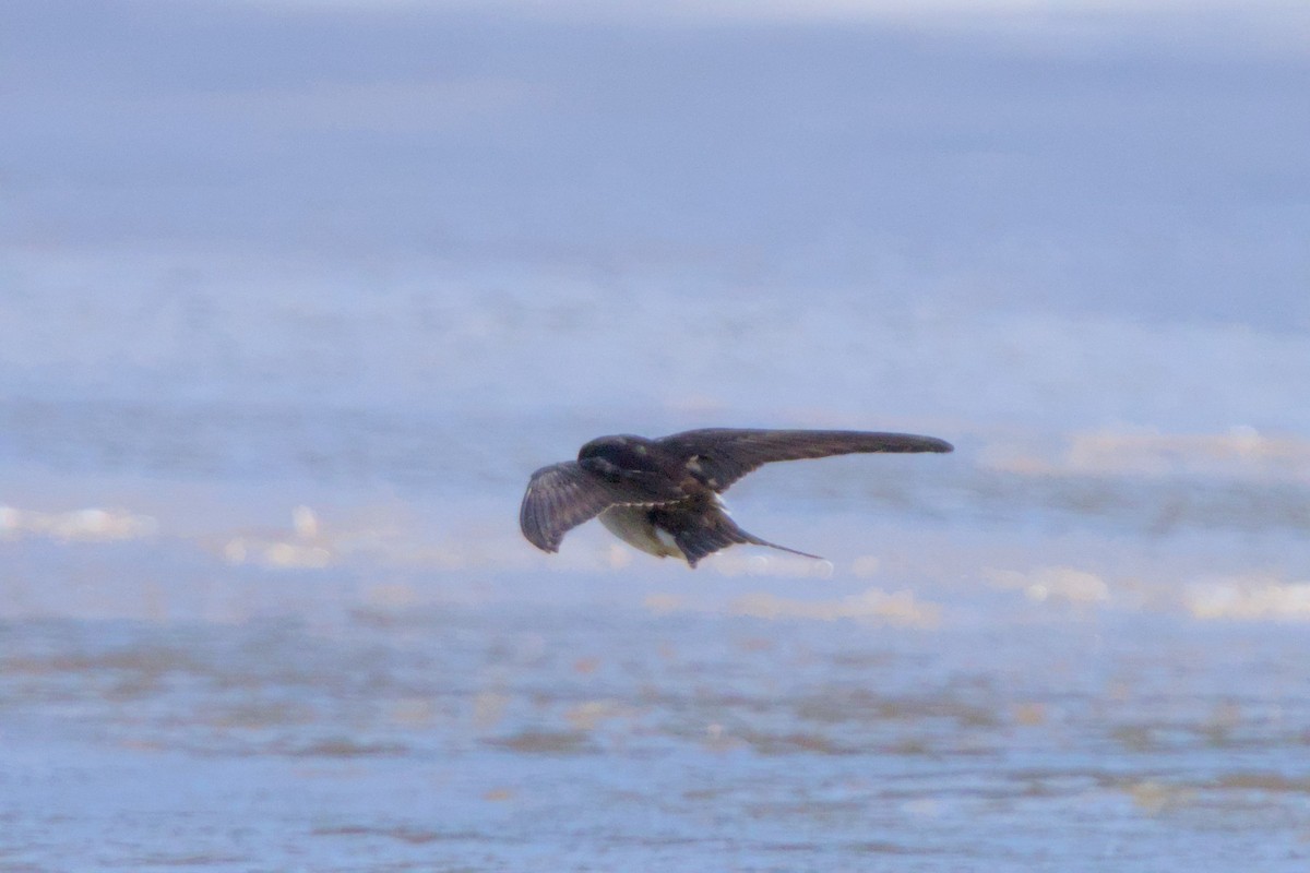 Enara arrunta - ML646980268