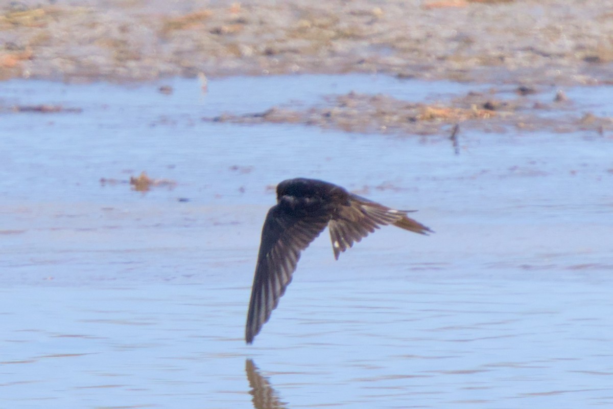 Enara arrunta - ML646980269