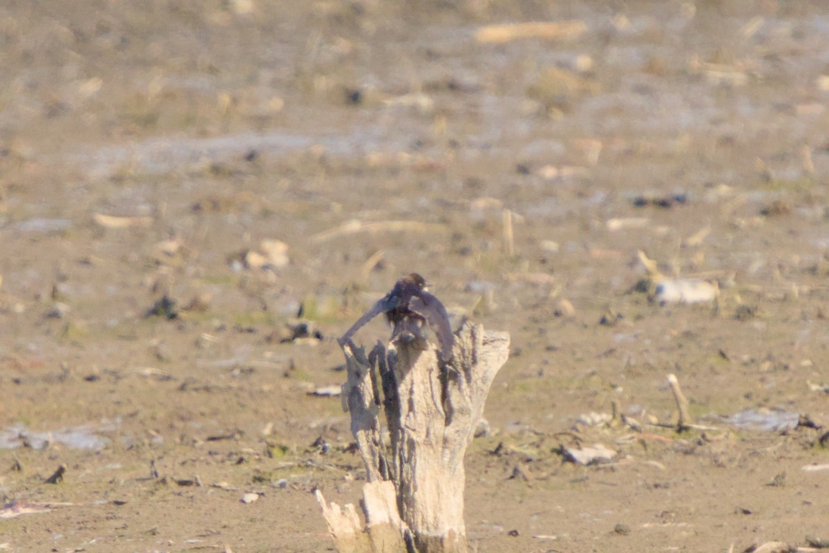 Enara arrunta - ML646980270