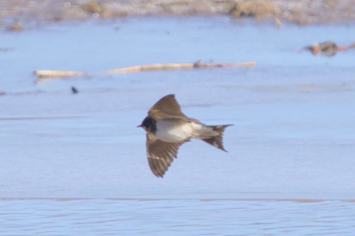 Enara arrunta - ML646980271