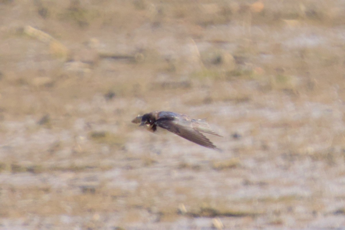 Enara arrunta - ML646980272