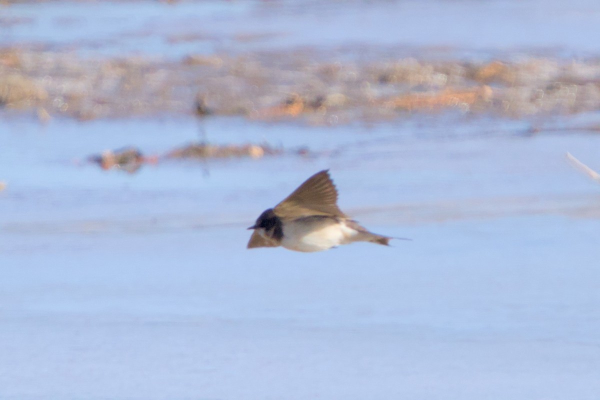 Enara arrunta - ML646980273