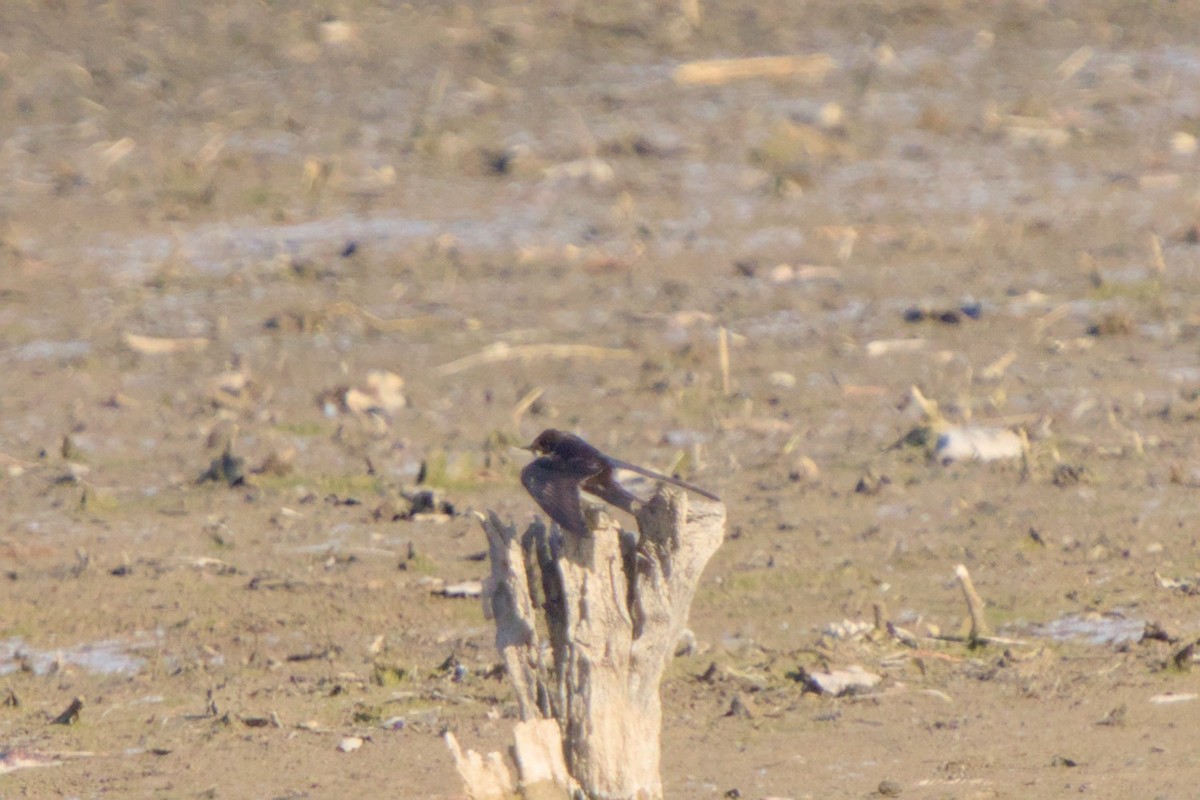 Enara arrunta - ML646980274