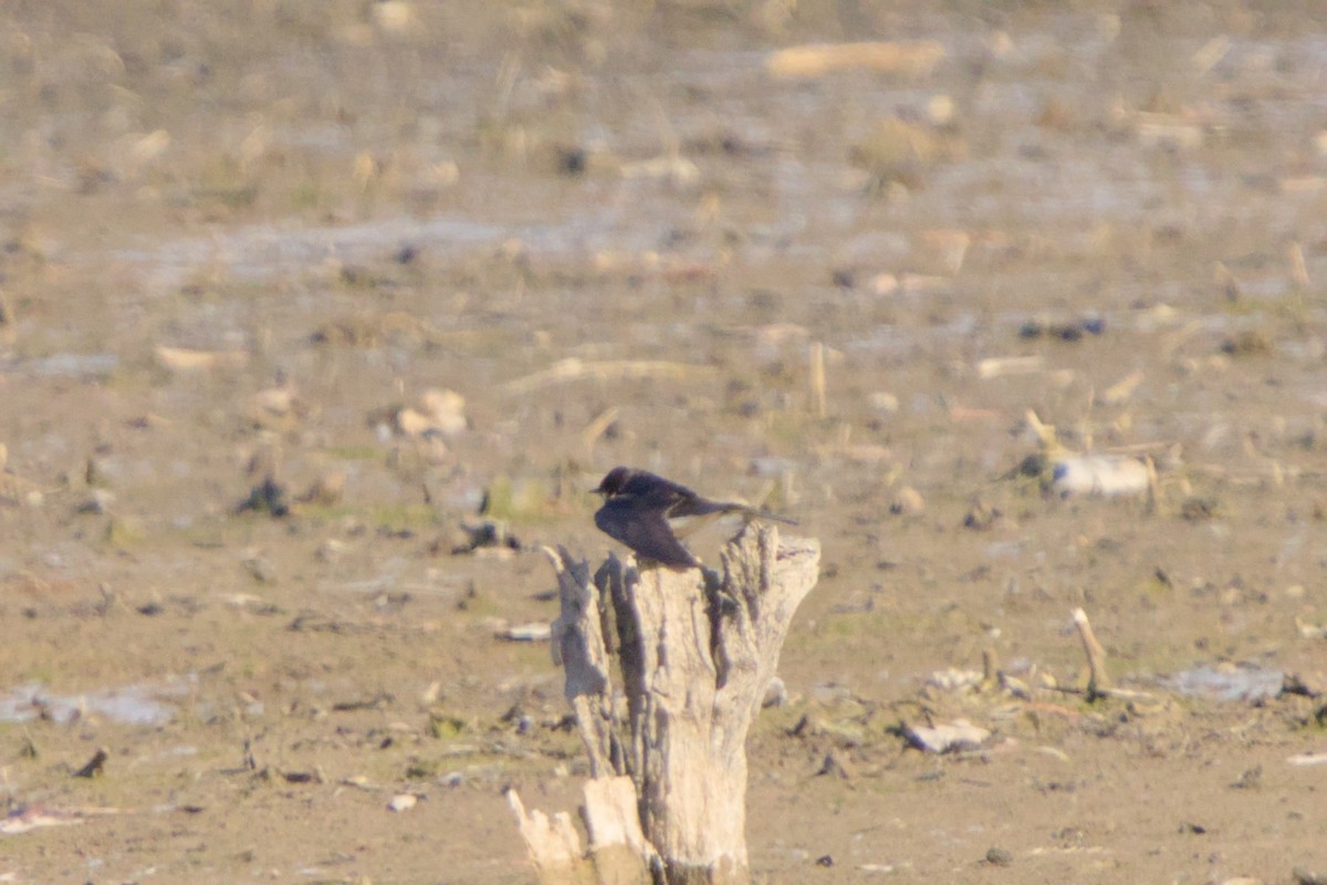 Enara arrunta - ML646980275