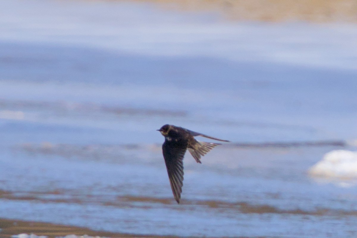 Enara arrunta - ML646980276