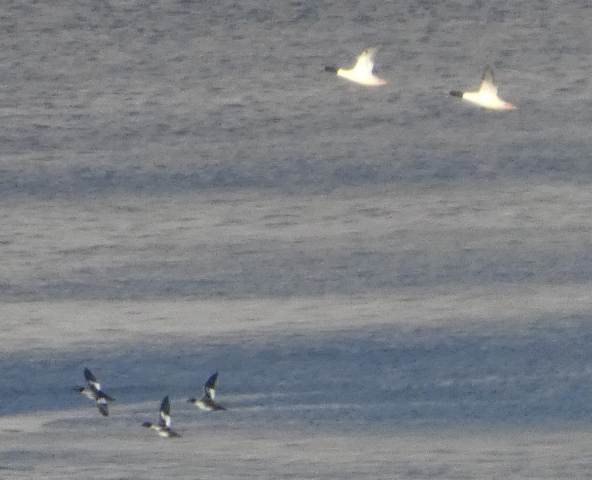 Common Merganser - ML646980279