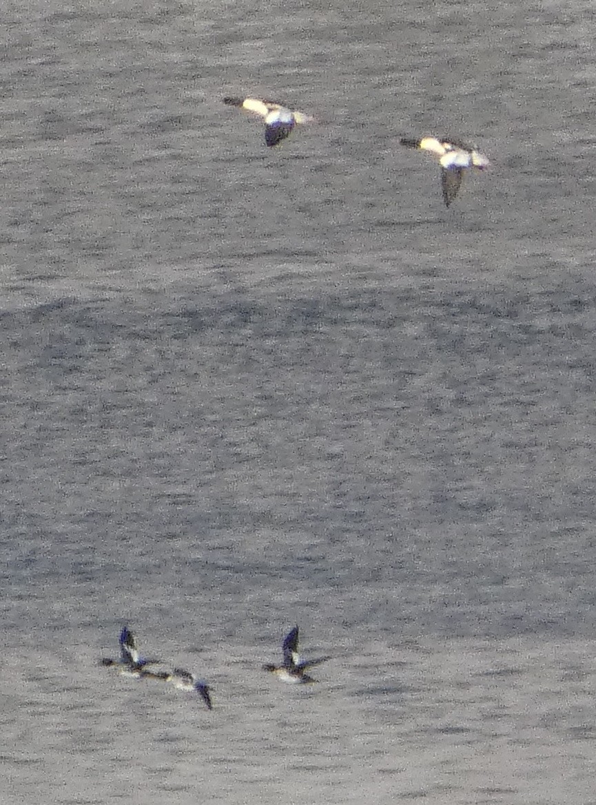 Common Merganser - ML646980280