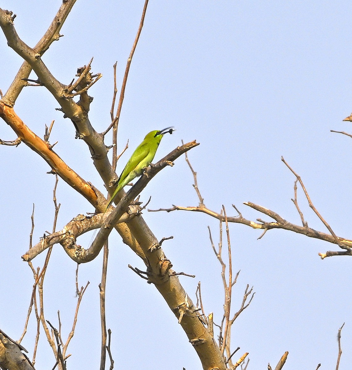African Green Bee-eater - ML646980281