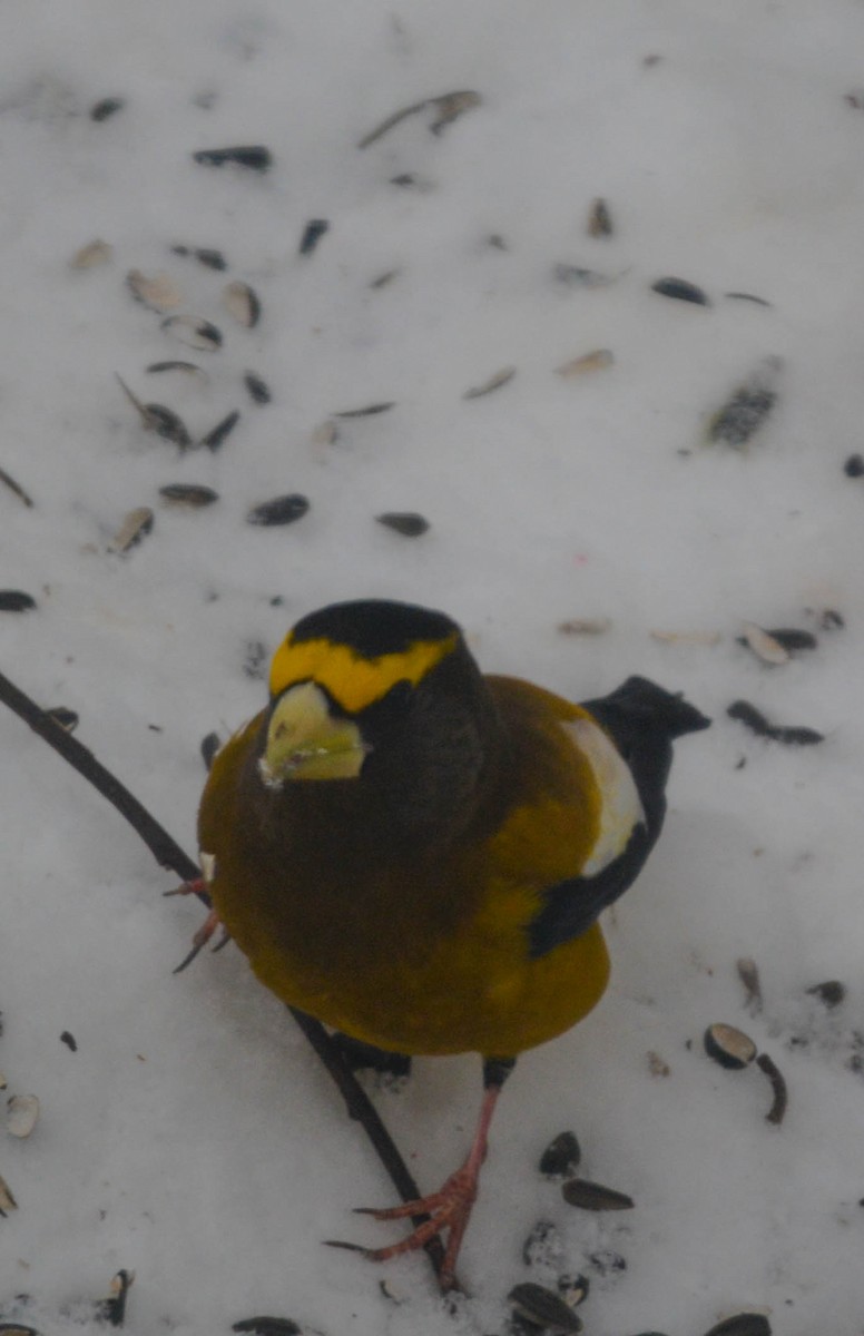 Evening Grosbeak - ML646980284