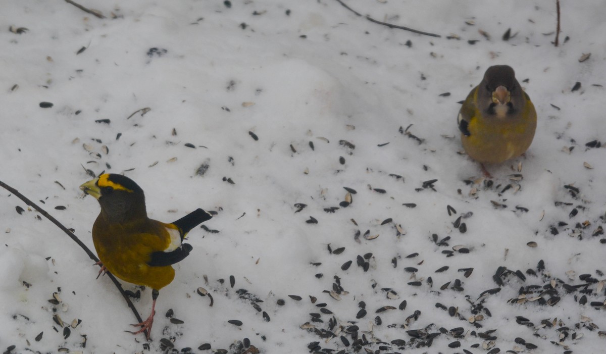 Evening Grosbeak - ML646980294