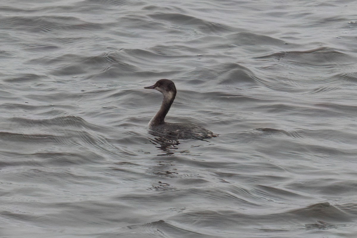 Eared Grebe - ML646980316