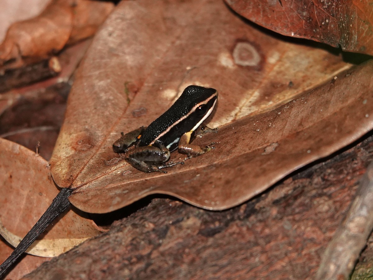 Spotted-thighed Poison Frog - ML646980317