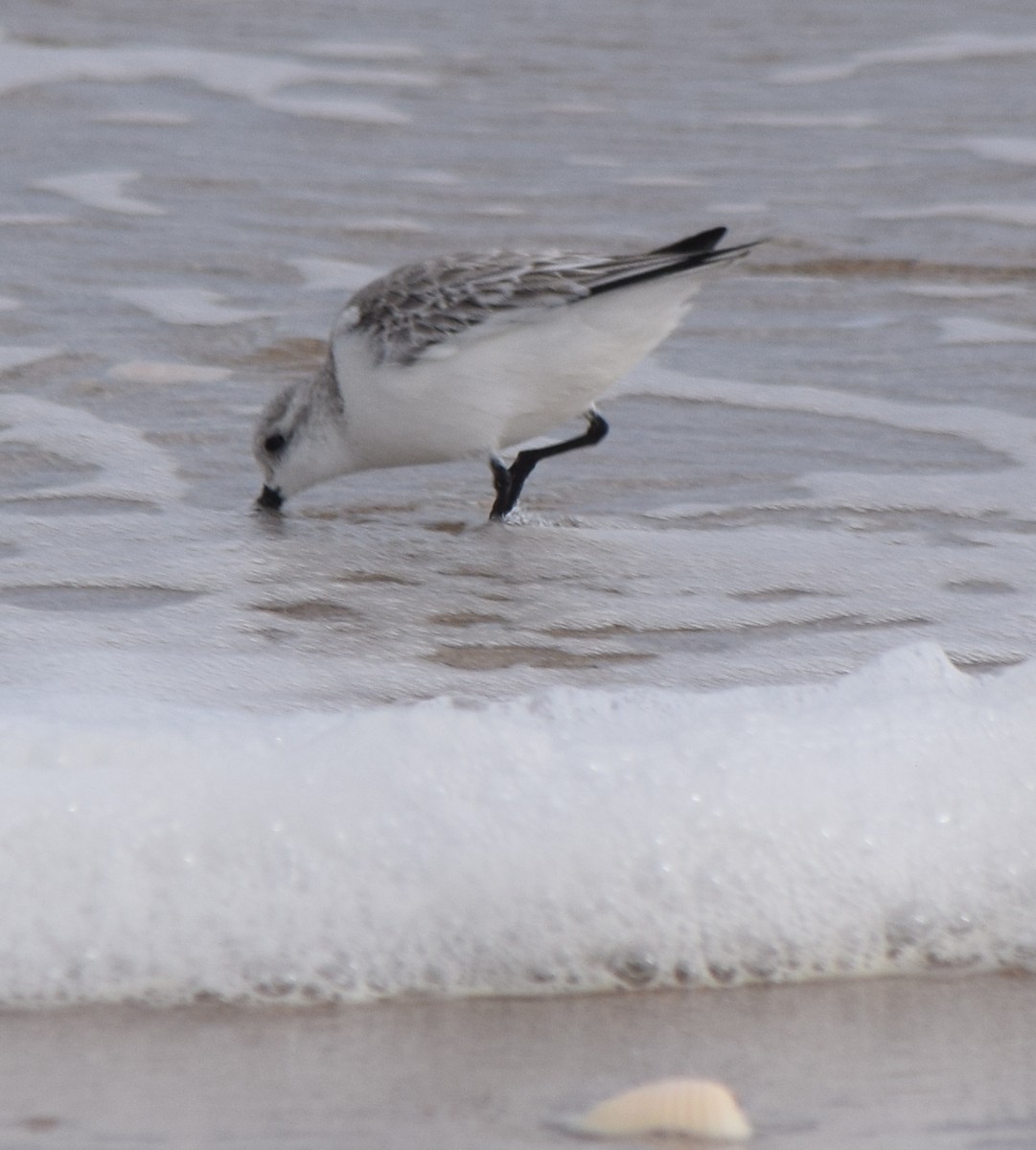 Txirri zuria - ML646980318