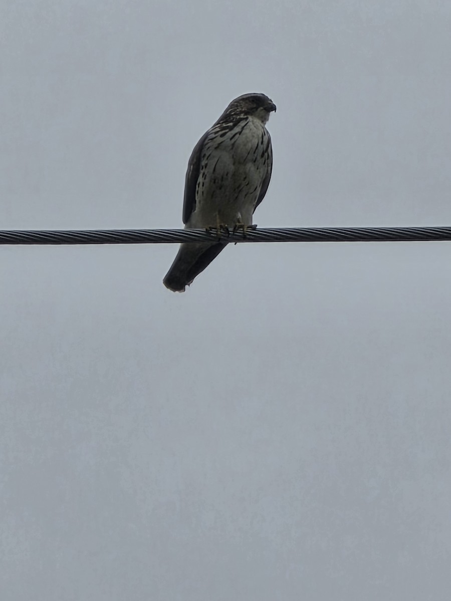 Broad-winged Hawk - ML646980322