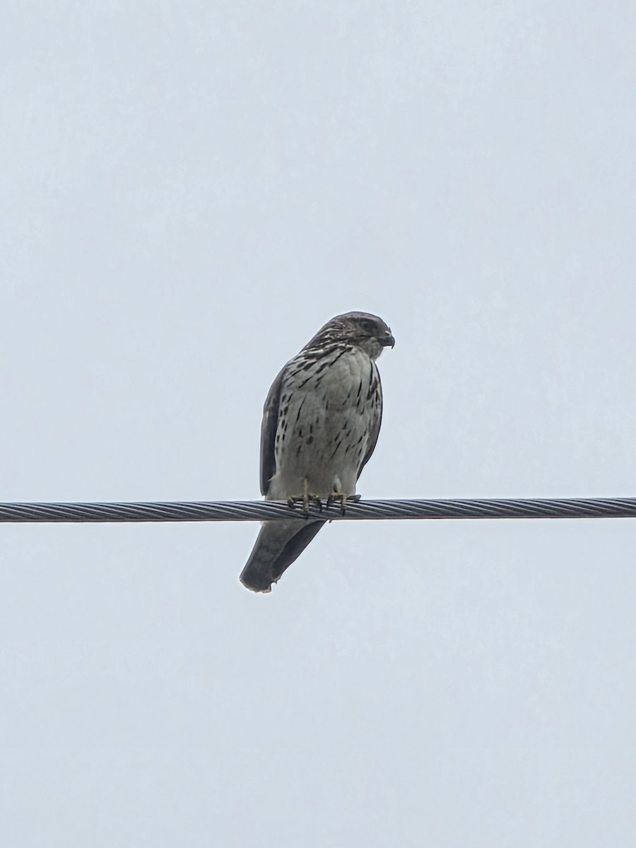 Broad-winged Hawk - ML646980323