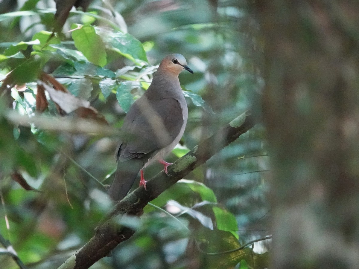 Горличка сіроголова - ML646980324