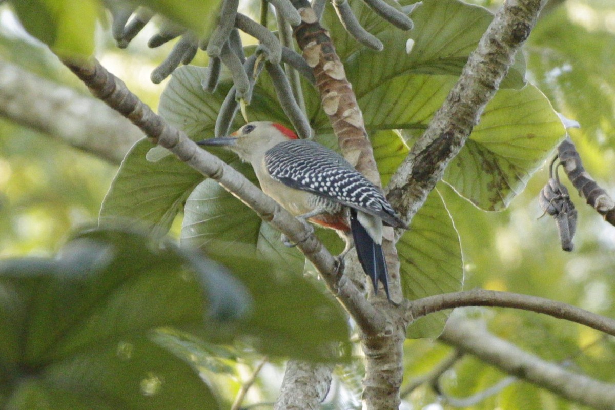 Златолобый дятел - ML646980327