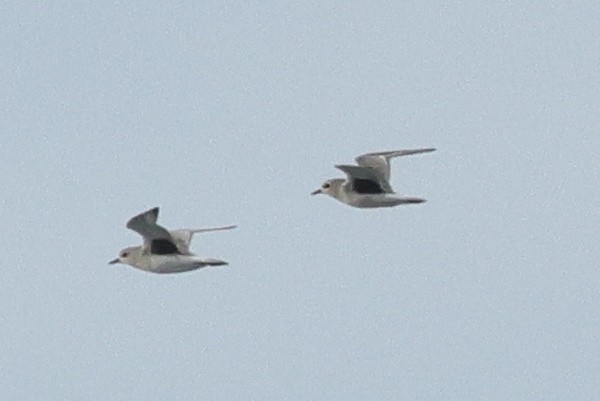 Txirri grisa - ML646980329