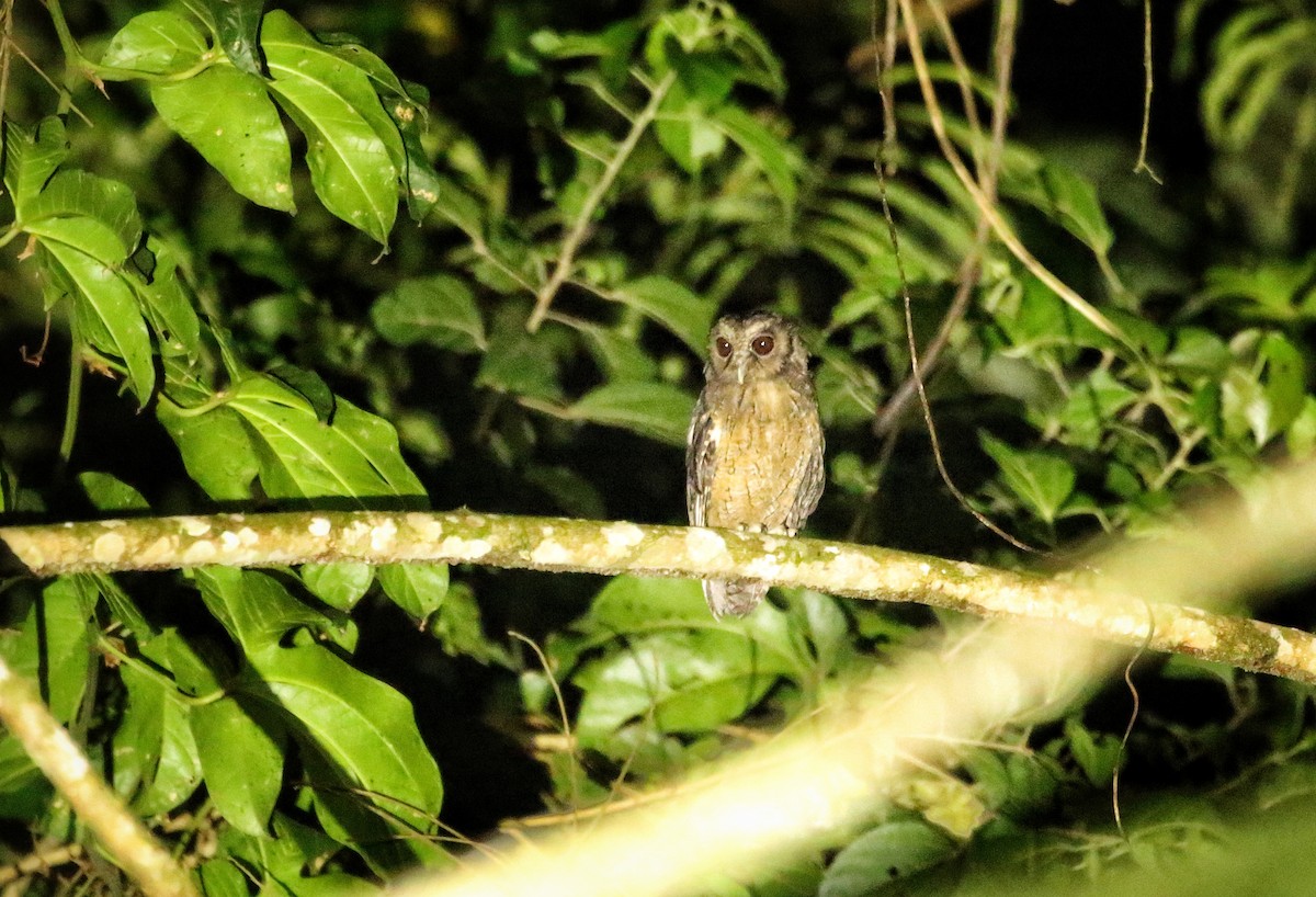Tawny-bellied Screech-Owl - ML646980330