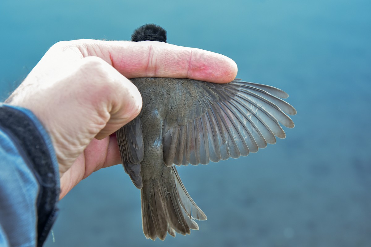 Eurasian Blackcap - ML646980331