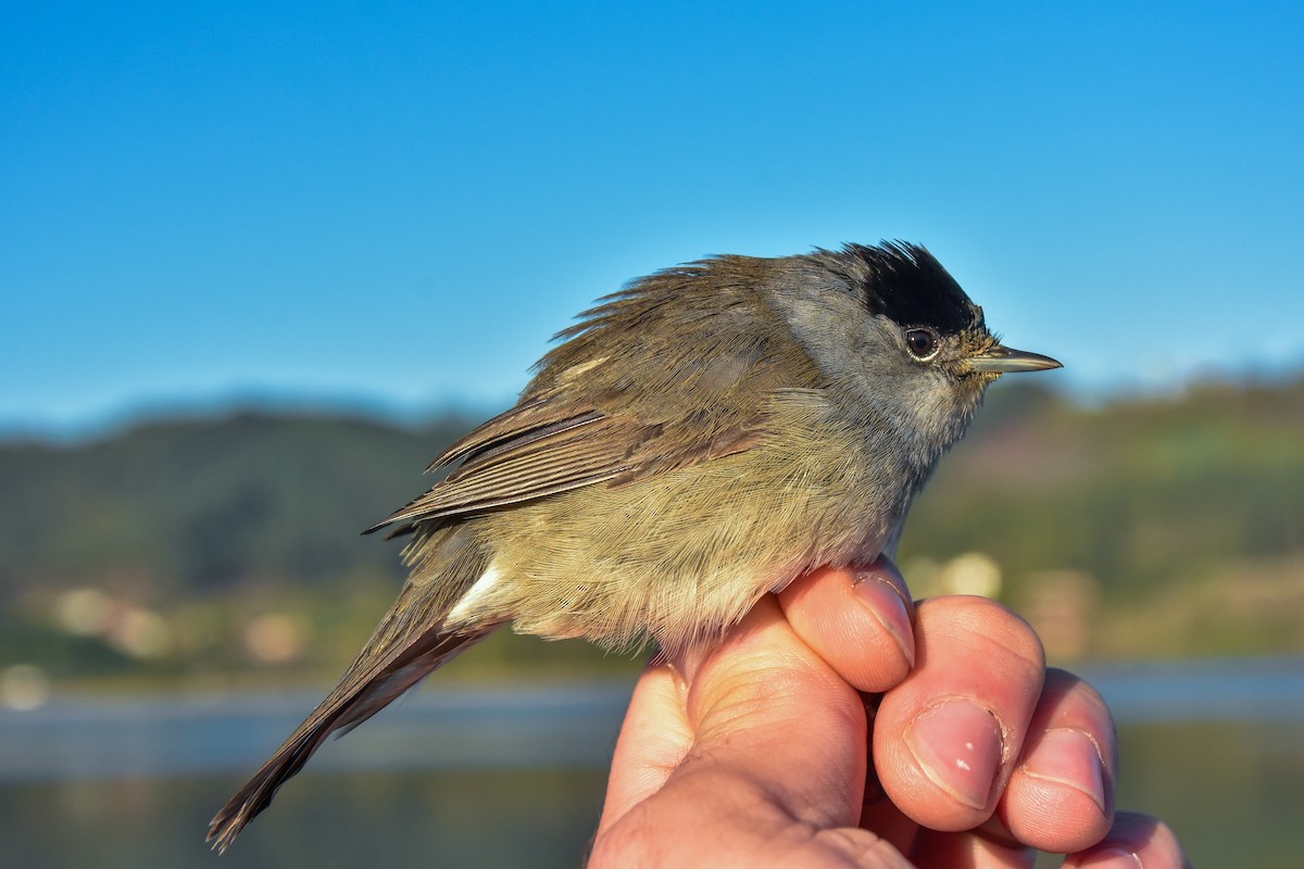Eurasian Blackcap - ML646980332